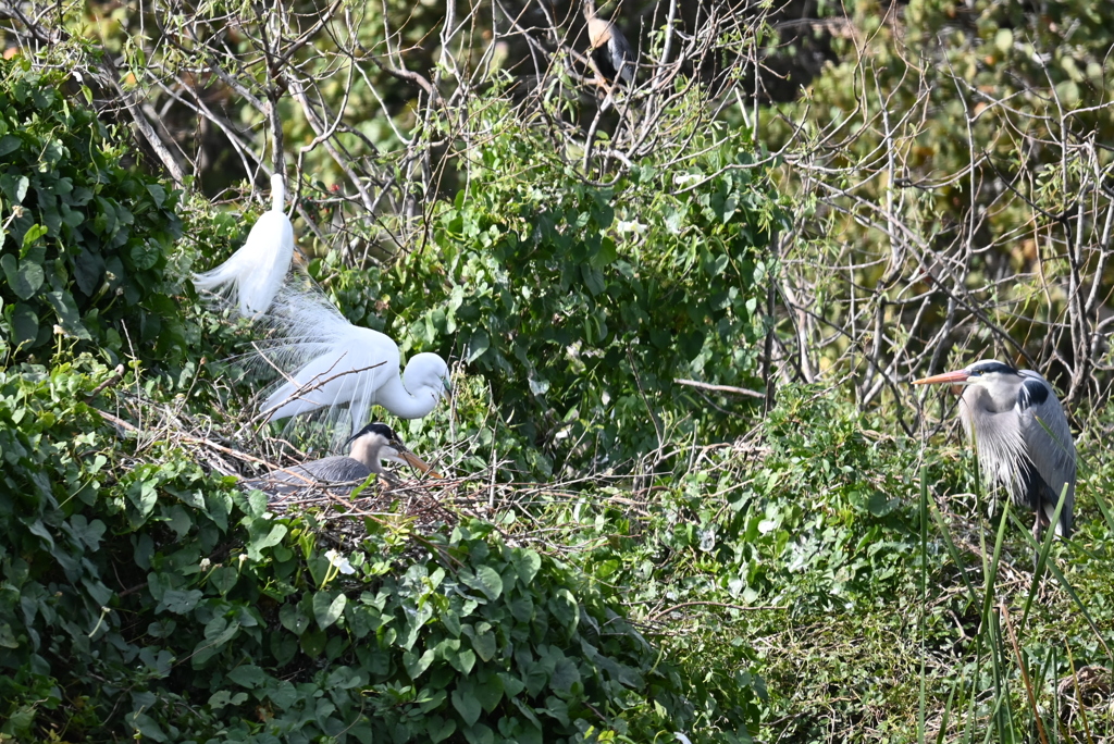 ダンス始まりそう　1-30-26