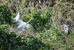 ダンス始まりそう　1-30-26