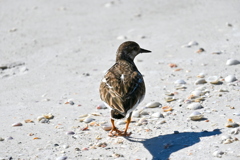 Ruddy Turnstone on the Shore I 11-26-24