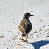 Ruddy Turnstone on the Shore I 11-26-24