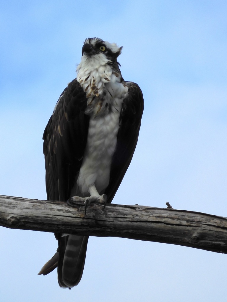 Female Osprey II 10-8-23