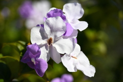 Brunfelsia 1 12-16-25