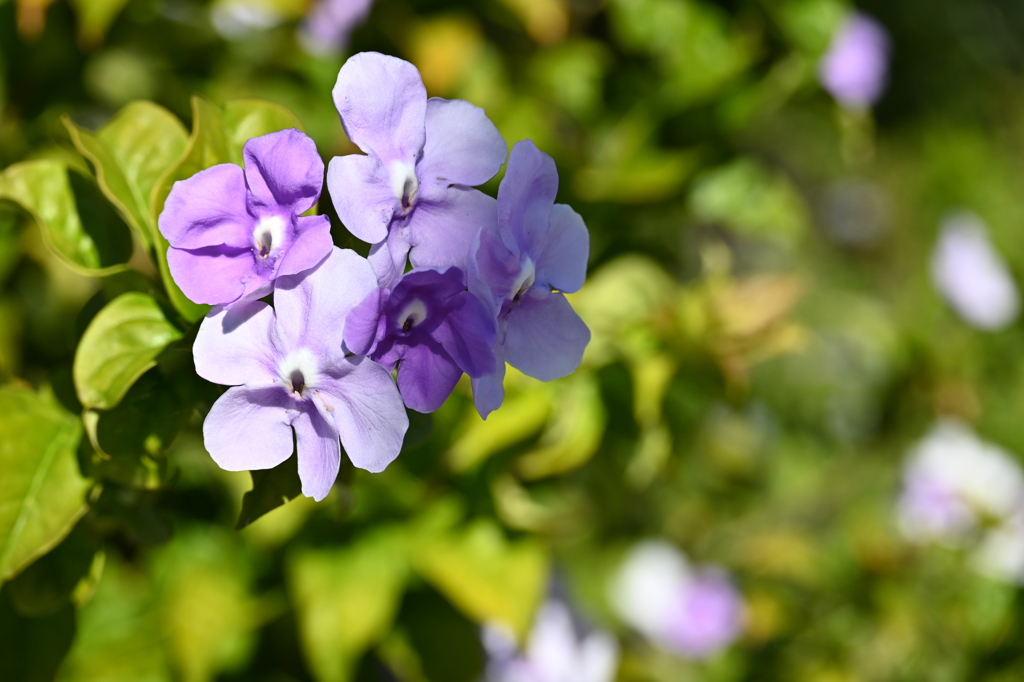 Brunfelsia 5 12-16-25