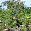 Ricinus communis　8-6-23
