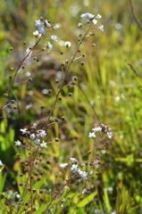 Samolus ebracteatus　3-22-25