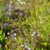 Samolus ebracteatus　3-22-25