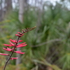 Erythrina herbacea 2-4-24