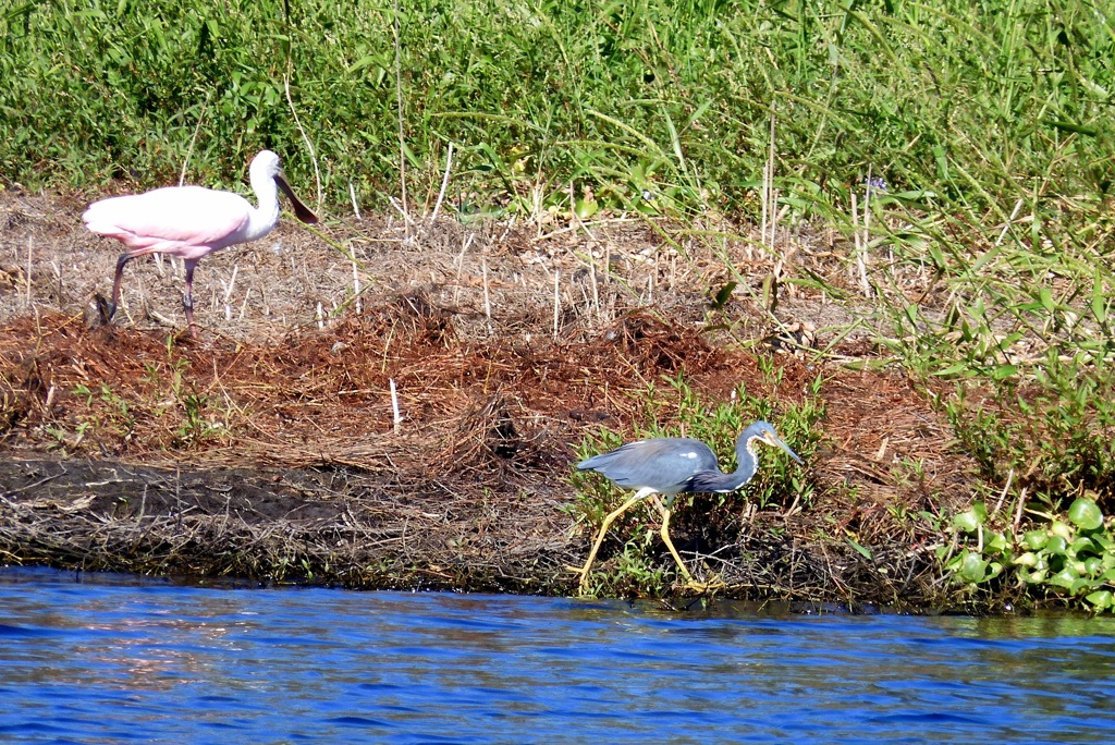 A Tricolored Heron and a Spoonbill