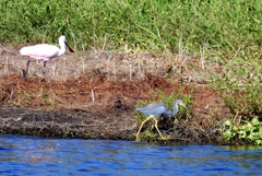 A Tricolored Heron and a Spoonbill