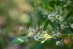 Buttonwood 6-26-25