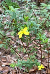 Hypericum hypericoides 7-8-25