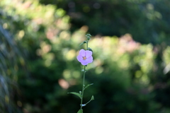 Alone 7-9-25