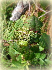 Eastern Poison Ivy 2-23-23