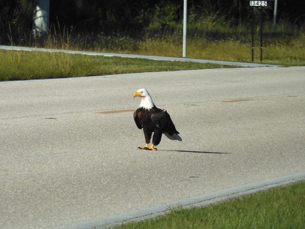 Bald Eagle 10-25-23