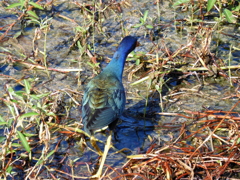 Purple Gallinule 6-27-23