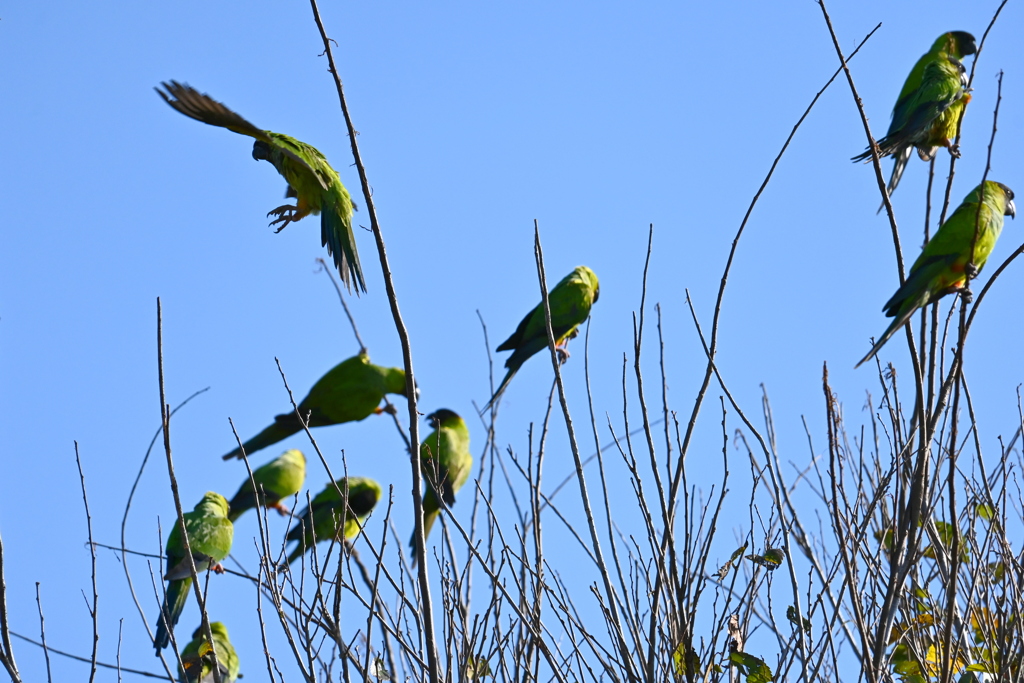 Nanday Parakeets 11-18-25