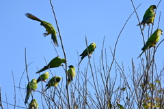 Nanday Parakeets 11-18-25