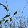 Nanday Parakeets 11-18-25