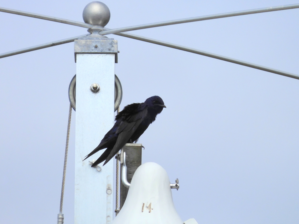 Male Purple Martin III 1-24-23