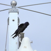 Male Purple Martin III 1-24-23