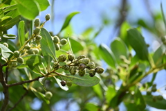 Button Mangrove 7-17-25