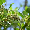Button Mangrove 7-17-25