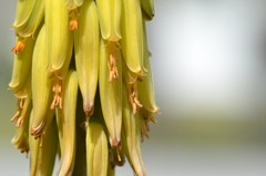 Aloe vera I 3-7-24