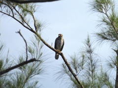 Red Shoulder Hawk in the Woods 11-26-23