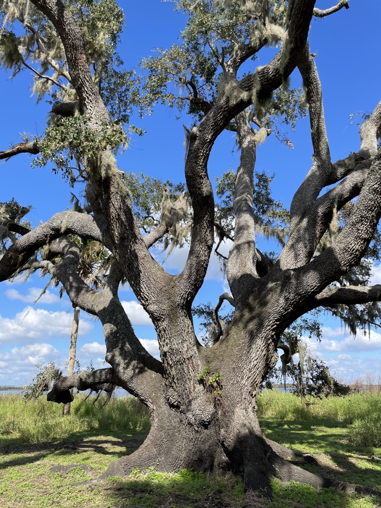 Live Oak 1-2-23