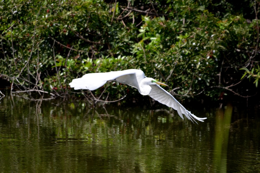 Great Egret Flying I 3-5-24