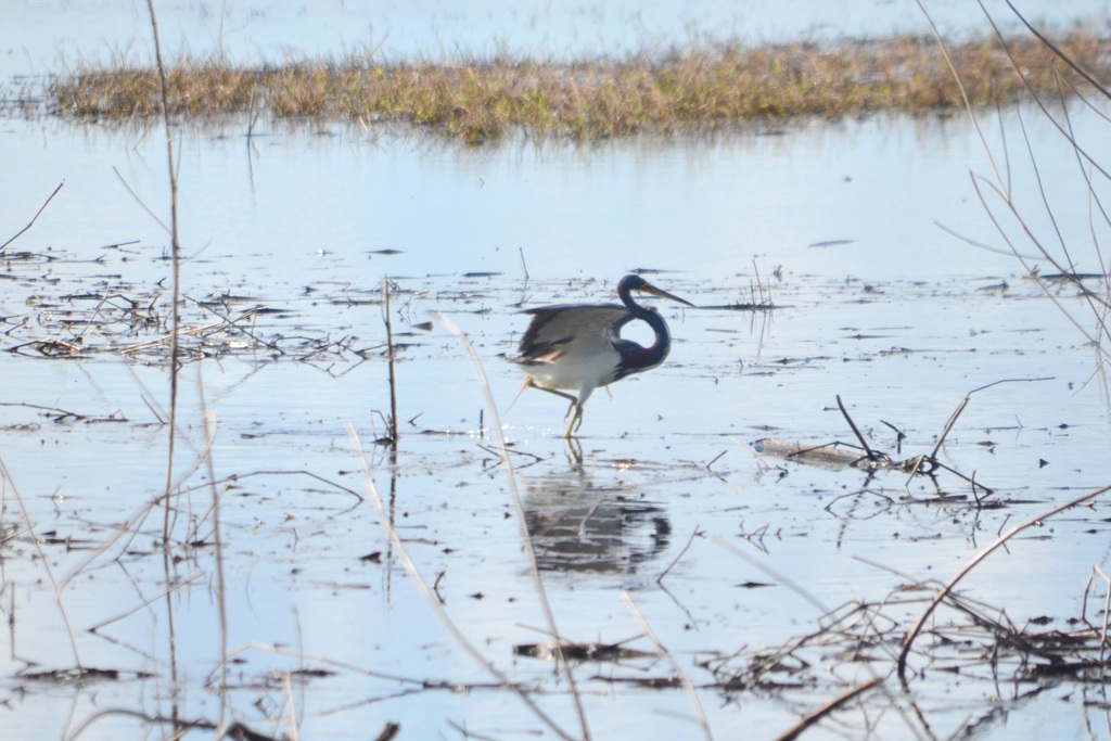 Tricolored Heron IV 1-2-23