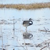 Tricolored Heron IV 1-2-23