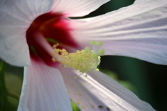 Swamp Rosemallow I 7-17-25