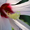 Swamp Rosemallow I 7-17-25