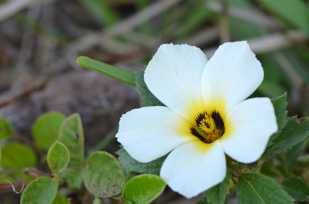 Sulphur Alder II 5-4-23