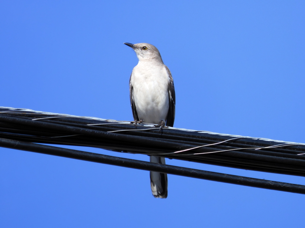Northern Mockingbird 3-1-23