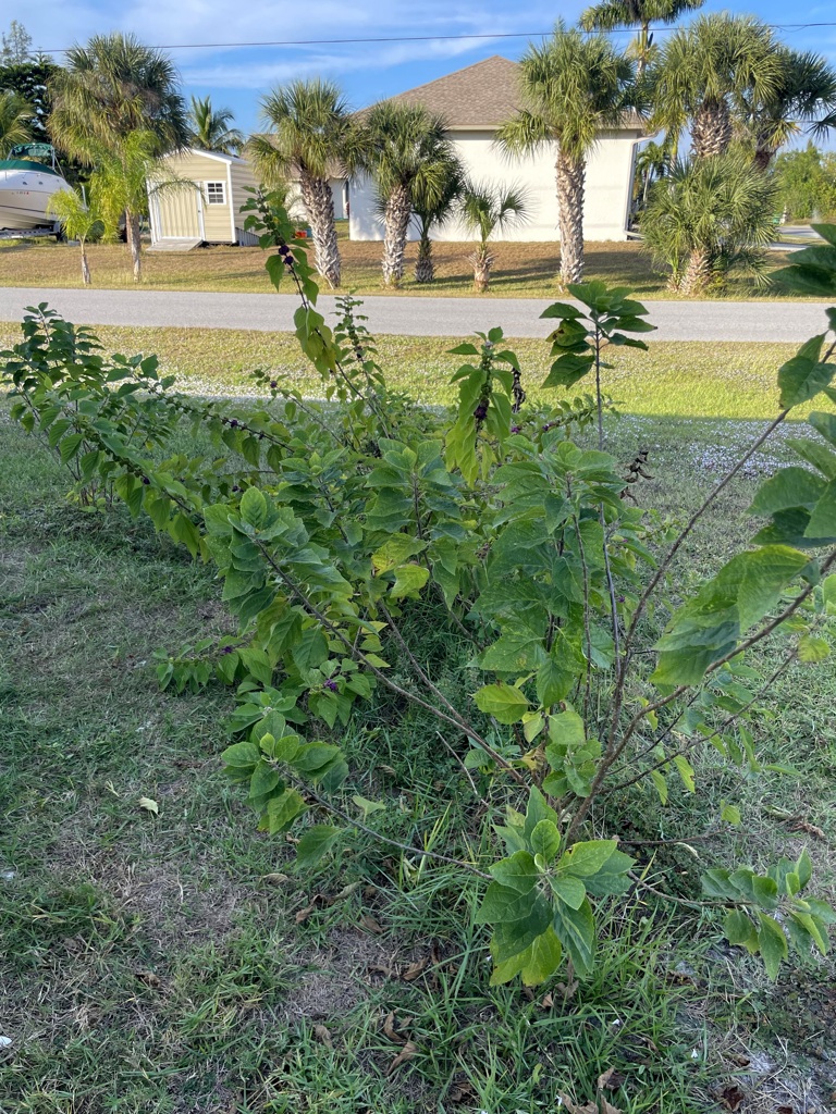 こんなに大きくなったんです　11-25-25