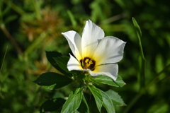 White Buttercup I 8-30-25