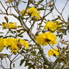 Golden Trumpet Tree No2-III 3-16-24