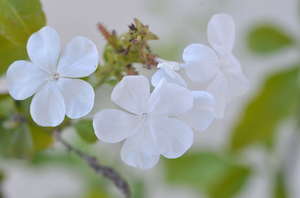 White Plumbago 2-24-23