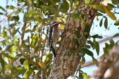 Yellow-bellied Sapsucker II 2-4-25