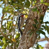 Yellow-bellied Sapsucker II 2-4-25
