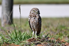 Athene cunicularia floridana 4-10-25