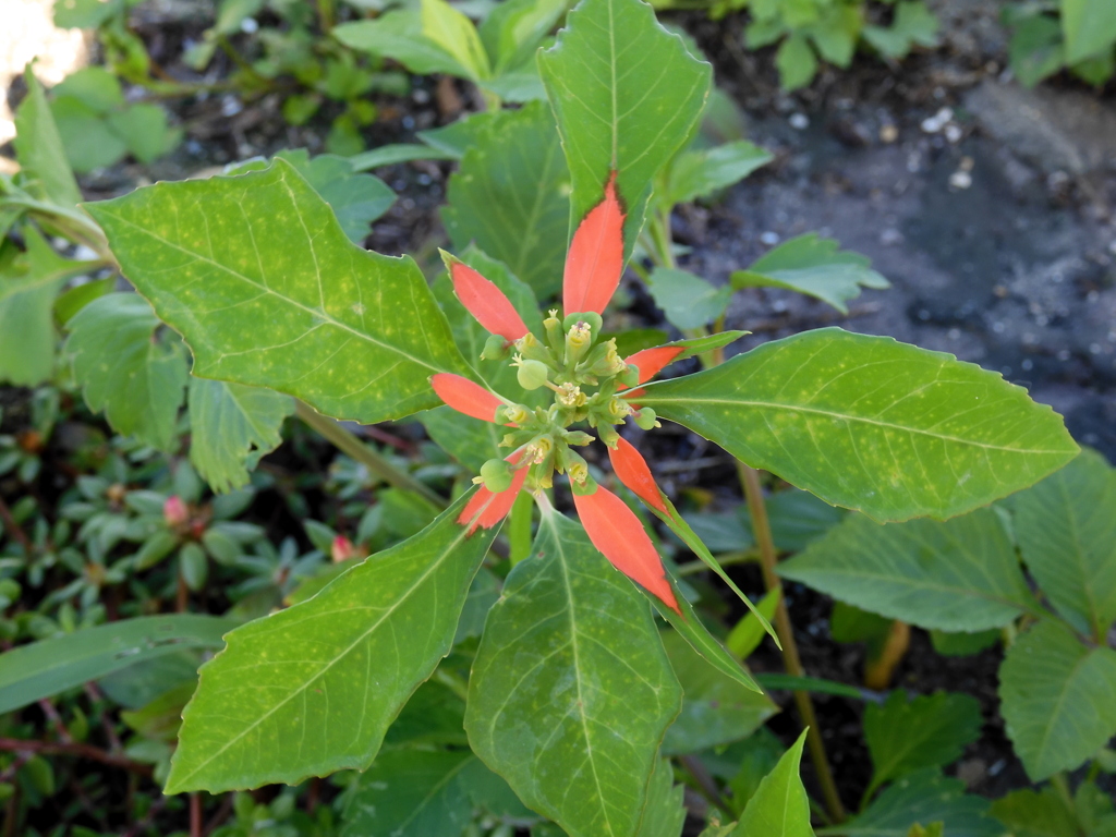 Wild Poinsettia I 4-6-23