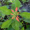 Wild Poinsettia I 4-6-23