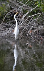 Great Egret III 11-22-22