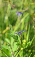 Blue Eyed Grass VIII 2-9-23