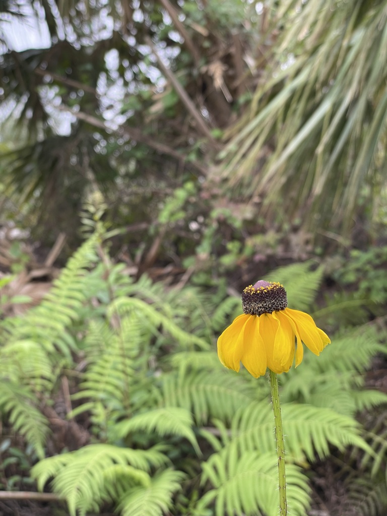 Black-Eyed Susan IV 12-22-22