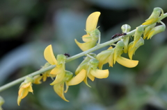 Crotalaria pallida var obovata II 8-20-2