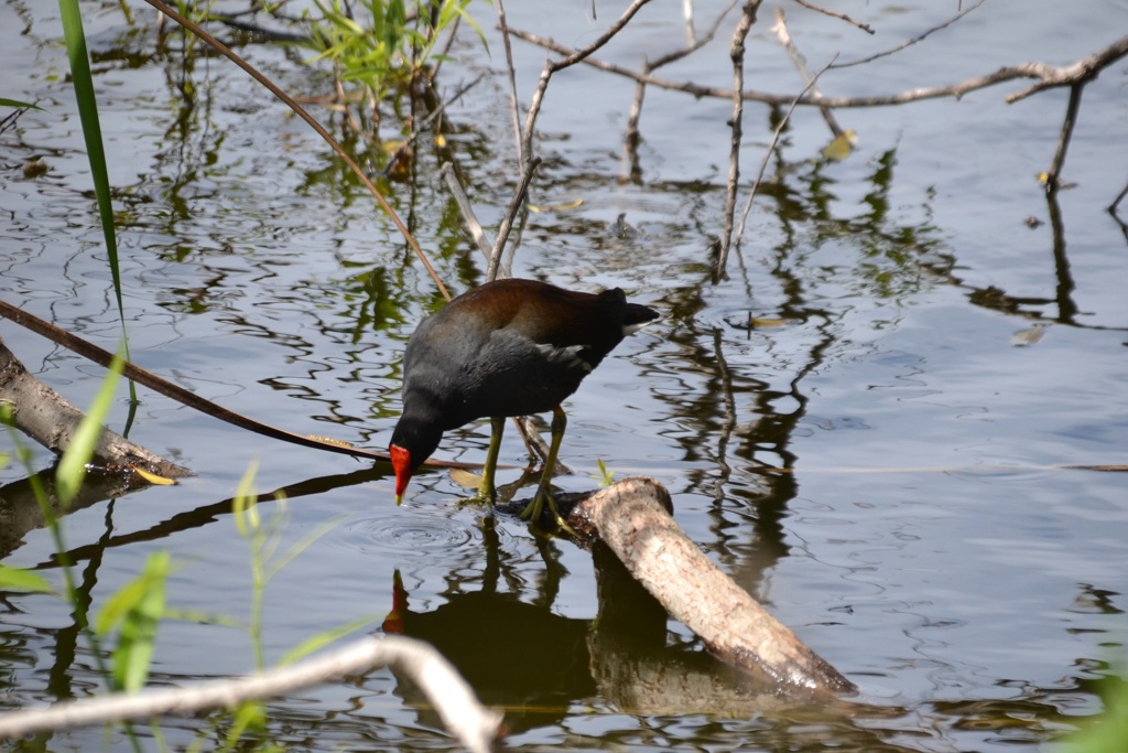 Common Gallinule III 3-5-24